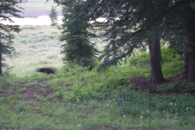 Bear walking off